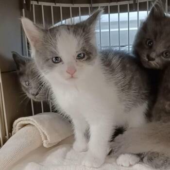 Mochi -  Domestic Long Hair Cat for Adoption in Oak Park, Illinois - Mochi | PetCurious