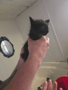 Unique -  Domestic Medium Hair Cat for Adoption in Kennewick, Washington - Unique | PetCurious