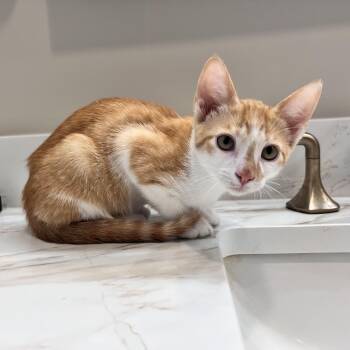 Pinochle -  Tabby and Domestic Short Hair Cat for Adoption in Chattanooga, Tennessee - Pinochle | PetCurious