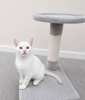Pomelo -  Siamese and Domestic Short Hair Cat Available for Adoption in Homer Glen, Illinois - Pomelo | PetCurious