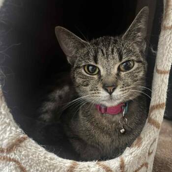 Rescue Domestic Short Hair Cats for Adoption in Napoleon, Ohio - Minnie 72C25 | PetCurious