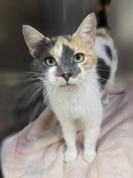 Lilac -  Domestic Short Hair Cat for Adoption in Westland, Michigan - Lilac | PetCurious
