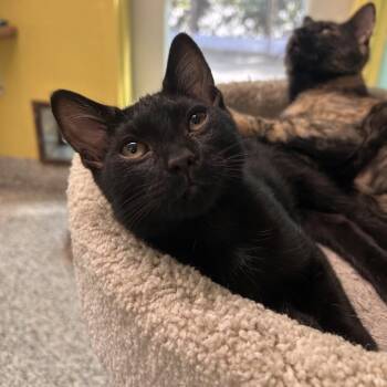 Bud -  Domestic Short Hair Cat for Adoption in Fresno, California - Bud | PetCurious