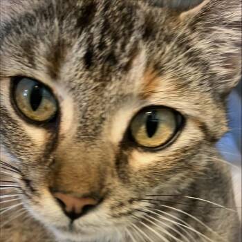 Domestic Short Hair Cats Available for Adoption in Freeport, Florida - Polka Dot | PetCurious