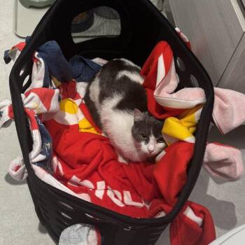 Domestic Short Hair Cats Available for Adoption in New York, New York - Silver | PetCurious