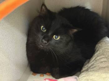 Rescue Domestic Short Hair Cats for Adoption in New York, New York - Blackberry | PetCurious