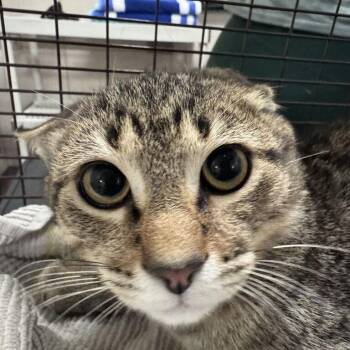 Spicy Taco -  Domestic Short Hair Cat for Adoption in Chicago, Illinois - Spicy Taco | PetCurious