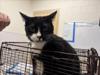 OBI -  Domestic Short Hair Cat for Adoption in Loveland, Colorado - OBI | PetCurious