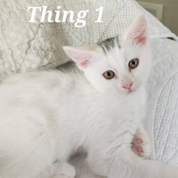 Thing 1 -  Domestic Short Hair Cat for Adoption in Belleville, Illinois - Thing 1 | PetCurious