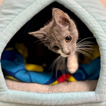 Domestic Short Hair Cats Available for Adoption in Westhampton, New York - Flamenco | PetCurious