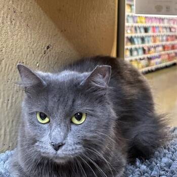 Nebelung and Domestic Medium Hair Cats Available for Adoption in Marion, North Carolina - Diamond | PetCurious