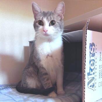 After School Detention -  Domestic Short Hair Cat for Adoption in Providence, Rhode Island - After School Detention | PetCurious