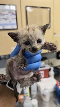 Domestic Short Hair Cats Available for Adoption - A1880389 | PetCurious