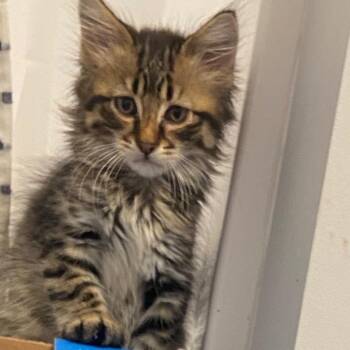 Rescue Tabby and Domestic Long Hair Cats for Adoption in Andover, Minnesota - Rio | PetCurious