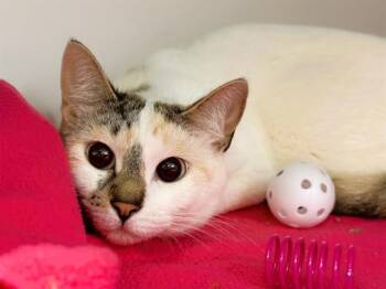 Domestic Short Hair Cats Available for Adoption in Fort Lauderdale, Florida - BULMA | PetCurious