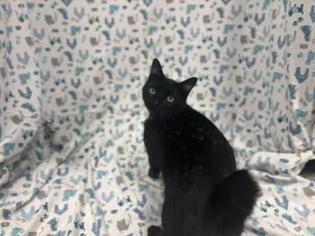 Rescue Domestic Short Hair Cats for Adoption in Shepherdsville, Kentucky - O
