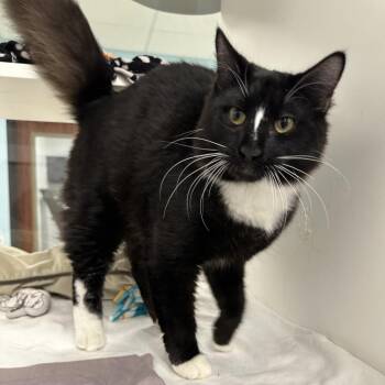 Kalvin -  Domestic Short Hair Cat for Adoption in West Palm Beach, Florida - Kalvin | PetCurious