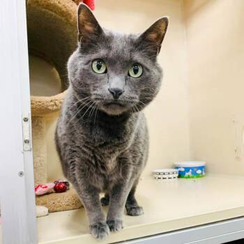 Gracie -  Domestic Short Hair Cat for Adoption in Des Moines, Iowa - Gracie | PetCurious