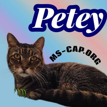 Tabby and Domestic Short Hair Cats Available for Adoption - Petey Brookes | PetCurious