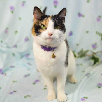 Domestic Short Hair Cats Available for Adoption in Wheaton, Illinois - Moxie | PetCurious