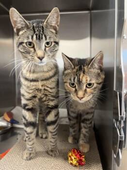 Riff Raff & Columbia -  Domestic Short Hair Cat for Adoption in Evanston, Illinois - Riff Raff & Columbia | PetCurious