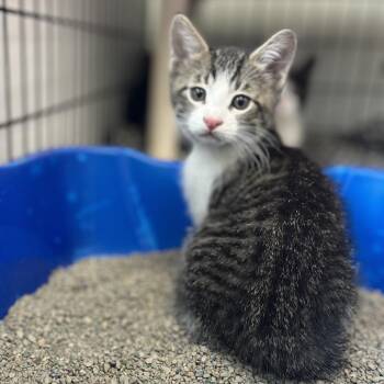 Andra -  Domestic Short Hair Cat for Adoption in Canton, Illinois - Andra | PetCurious