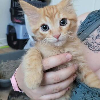Midas Knight -  Domestic Short Hair Cat for Adoption in Eagle Mountain, Utah - Midas Knight | PetCurious