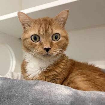 Nelly -  Tabby and Domestic Short Hair Cat for Adoption in Greensboro, North Carolina - Nelly | PetCurious