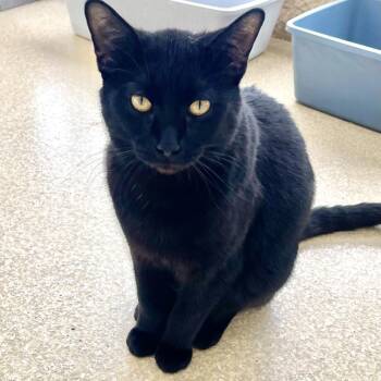 Domestic Short Hair Cats Available for Adoption - Salem | PetCurious