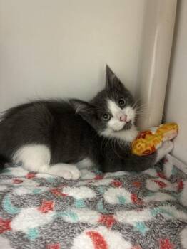 Babyhugs -  Domestic Short Hair Cat for Adoption in Salt Lake City, Utah - Babyhugs | PetCurious