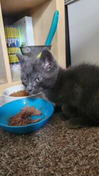 Russian Blue Cats Available for Adoption in Libertyville, Illinois - Nacho | PetCurious
