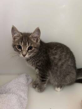 ROMY -  Domestic Short Hair Cat for Adoption in Delson, Quebec - ROMY | PetCurious