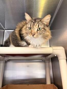 Mia -  Domestic Short Hair Cat for Adoption in Fallston, Maryland - Mia | PetCurious