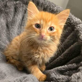 Ikura -  Domestic Long Hair Cat for Adoption in Kansas City, Missouri - Ikura | PetCurious
