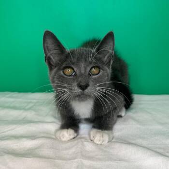 Marie -  Domestic Short Hair Cat for Adoption in San Antonio, Texas - Marie | PetCurious