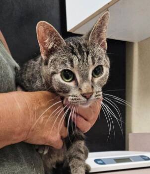 Custard -  Domestic Short Hair Cat for Adoption in Salisbury, Maryland - Custard | PetCurious