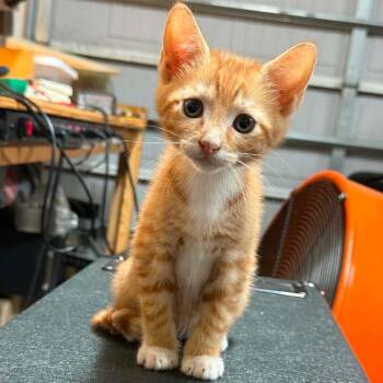 teddy -  American Shorthair Cat Available for Adoption in Valdosta, Georgia - Teddy | PetCurious