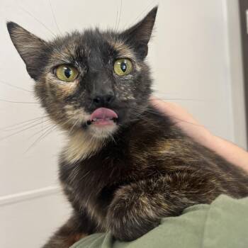Domestic Short Hair Cats Available for Adoption in Columbiana, Alabama - Tonya | PetCurious