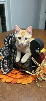 Rescue Domestic Short Hair Cats for Adoption in Fort Worth, Texas - Punkin Pie | PetCurious