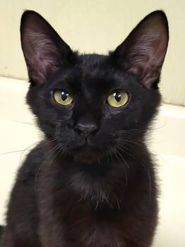 Domestic Short Hair Cats Available for Adoption in Grayslake, Illinois - Bonnet | PetCurious