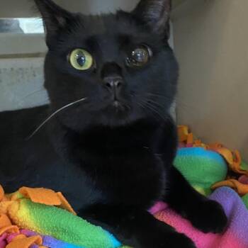 Domestic Short Hair Cats Available for Adoption - Buckeye (Binx) | PetCurious