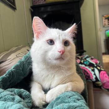 Mellow -  Domestic Long Hair Cat for Adoption in Clarksville, Arkansas - Mellow | PetCurious
