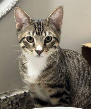 Smash -  Tabby and Domestic Short Hair Cat for Adoption in Tulsa, Oklahoma - Smash | PetCurious