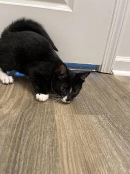Silo -  Domestic Short Hair Cat for Adoption in Salisbury, North Carolina - Silo | PetCurious
