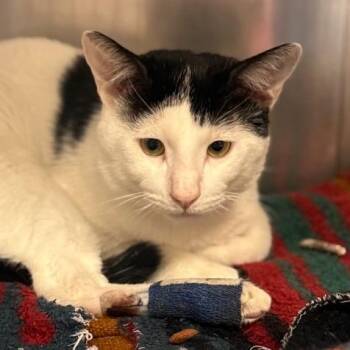 Domestic Short Hair Cats Available for Adoption in Redwood City, California - Marcus | PetCurious