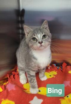 Bing -  Domestic Short Hair Cat for Adoption in Richmond, Indiana - Bing | PetCurious