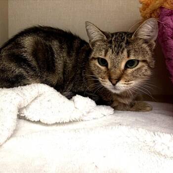 Opal -  Domestic Short Hair Cat for Adoption in San Antonio, Texas - Opal | PetCurious