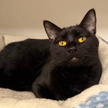 Martha -  Domestic Short Hair Cat for Adoption in Stillwater, Oklahoma - Martha | PetCurious