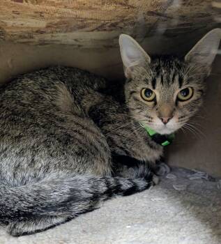 Ozempic -  Domestic Short Hair Cat for Adoption in Newburgh, Indiana - Ozempic | PetCurious