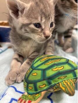 Domestic Short Hair Cats Available for Adoption - Salina | PetCurious